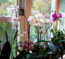 Kako rasti orhideja kod kuće: uvjeti i načini reprodukcije