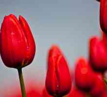 Kako rastu tulipani kod kuće?