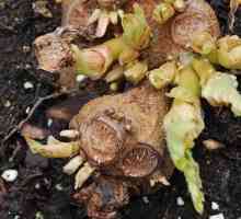 Kako rastu begonije od gomolja, a ne samo