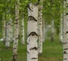 Kako rastiti breza iz sjemena?