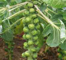 Kako uzgajati prokulice: značajke, metode i preporuke