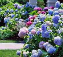 Kako uzgajati hidrangea u vrtu: sadnju i njegu