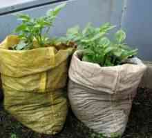 Kako uzgajati krumpir u torbi? Načini uzgoja krumpira
