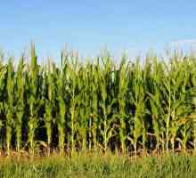 Kako uzgajati polje kukuruza?