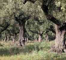 Kako uzgajati stablo masline?