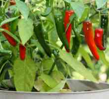 Kako uzgajati sadnice papra jaki i zdravi?