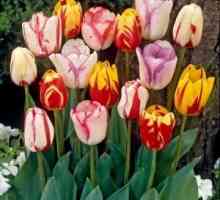 Kako rastu tulipani kod kuće: savjeti iskusnih vrtlara