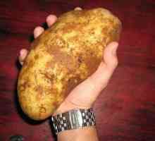 Kako uzgajati kanticu krumpira iz jednog grma. Najbolji način za povećanje prinosa