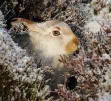 Kako se zečevi pripremaju za zimu, što će učiniti da prežive?