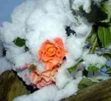 Kako zatvoriti ruže za zimu: savjeti od cvjećara
