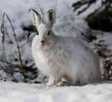 Как зимуют зайцы? Места их обитания, особенности питания