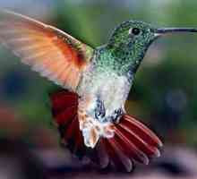 Какая максимальная скорость колибри при ухаживании за самкой?