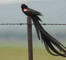 Koja ptica ima dugu rep: ocjena