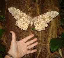 Koji je najveći leptir na svijetu?