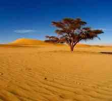Koja je najveća pustinja na svijetu? Zanimljive činjenice o najvećoj pustinji
