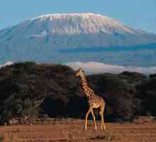 Koja je najviša planina u Africi? Kilimanjaro: opis, fotografija