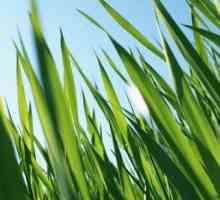 Какая самая высокая в мире трава?
