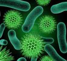 Koje su bakterije patogeni? Bakterije i ljudi