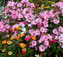 Kakvo cvijeće treba saditi na sadnicama u veljači (fotografija)
