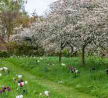 Koje stabla cvjetaju u svibnju u Rusiji