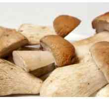 Koje gljive Rostovske regije mogu jesti?