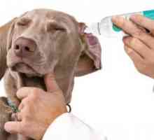 Koji kapi za ušima za pse se koriste za otitis i druge bolesti