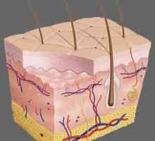 Koje stanice prekrivaju površinu kože? Struktura kože