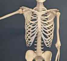 Koje kosti čine prsni koš? Kosti ljudskog prsa