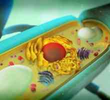 Koje su organe odsutne u stanicama gljiva? Što nedostaje u stanicama gljiva?