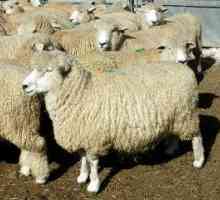 Koje ovce se uzgajaju u Rusiji