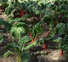 Što povrće može biti posađeno u sjeni - tajne vrtlarstva