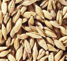 Kakve žitarice se dobivaju od pšenice: imena i korisna svojstva