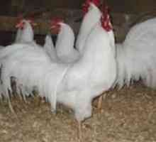 Koje pasmine kokoši nesilice se uzgajaju u Rusiji?