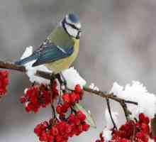 Koje ptice ostaju zimi u Rusiji