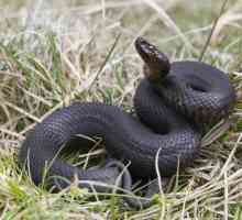 Koje su najviše otrovne zmije na svijetu: fotografije, imena