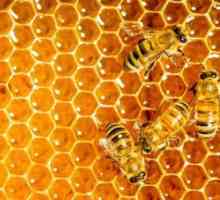 Koji su vitamini i minerali u medu? Terapeutska svojstva i sastav