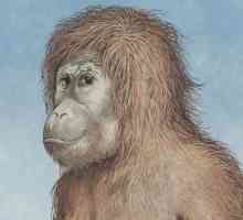 Koji je volumen mozga Australopithecus?