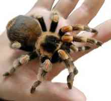 Koji je način života najveći pauk na svijetu