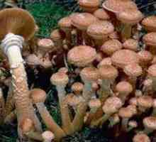 Što je to, najveća gljiva na svijetu?
