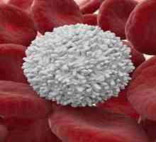 Koja je očekivana životna dob života ljudskih leukocita