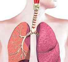 Koji je značajan dišni sustav? Njihove osobine i funkcije