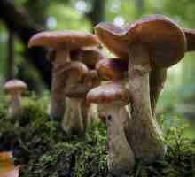 Каковы общие признаки грибов и чем они отличаются от растений и животных?