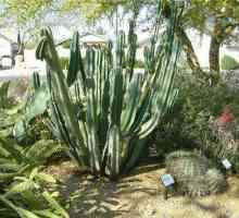 Cactus Cereus Peruvian: njegu, fotografija