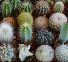 Kaktusi: sorte, njihove fotografije i opis. Glavne vrste kaktusa