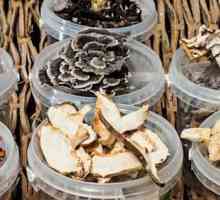 Какую роль в экосистеме играют грибы? Значение грибов в природе