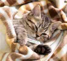 Infekcija kalcitivirusom kod mačaka: simptomi i liječenje