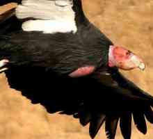 Kalifornija Condor: stanište i opis vrsta