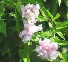 Calisthea ili Sibirska ruža