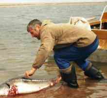 Калужская рыбалка. Рыбалка в Калужской области