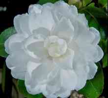 Camellia japanska - cvjetnu ljepotu
